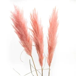 Amadeus Cades Fleurs séchées PAMPA ROSE coloris rose - 4MURS