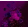 Papier peint panoramique XL GRAPPOLO 300 x 270 cm violet - 4MURS
