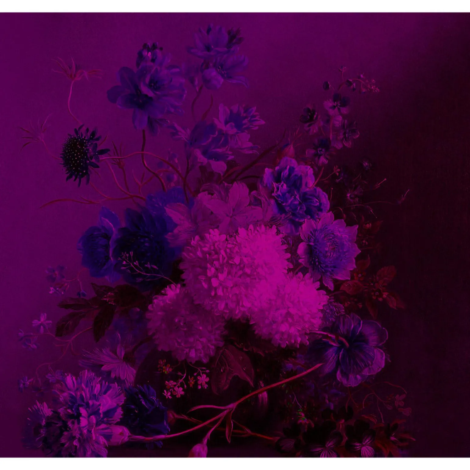 Papier peint panoramique XL GRAPPOLO 300 x 270 cm violet - 4MURS