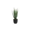 Plante ALOE VERA coloris vert - 4MURS