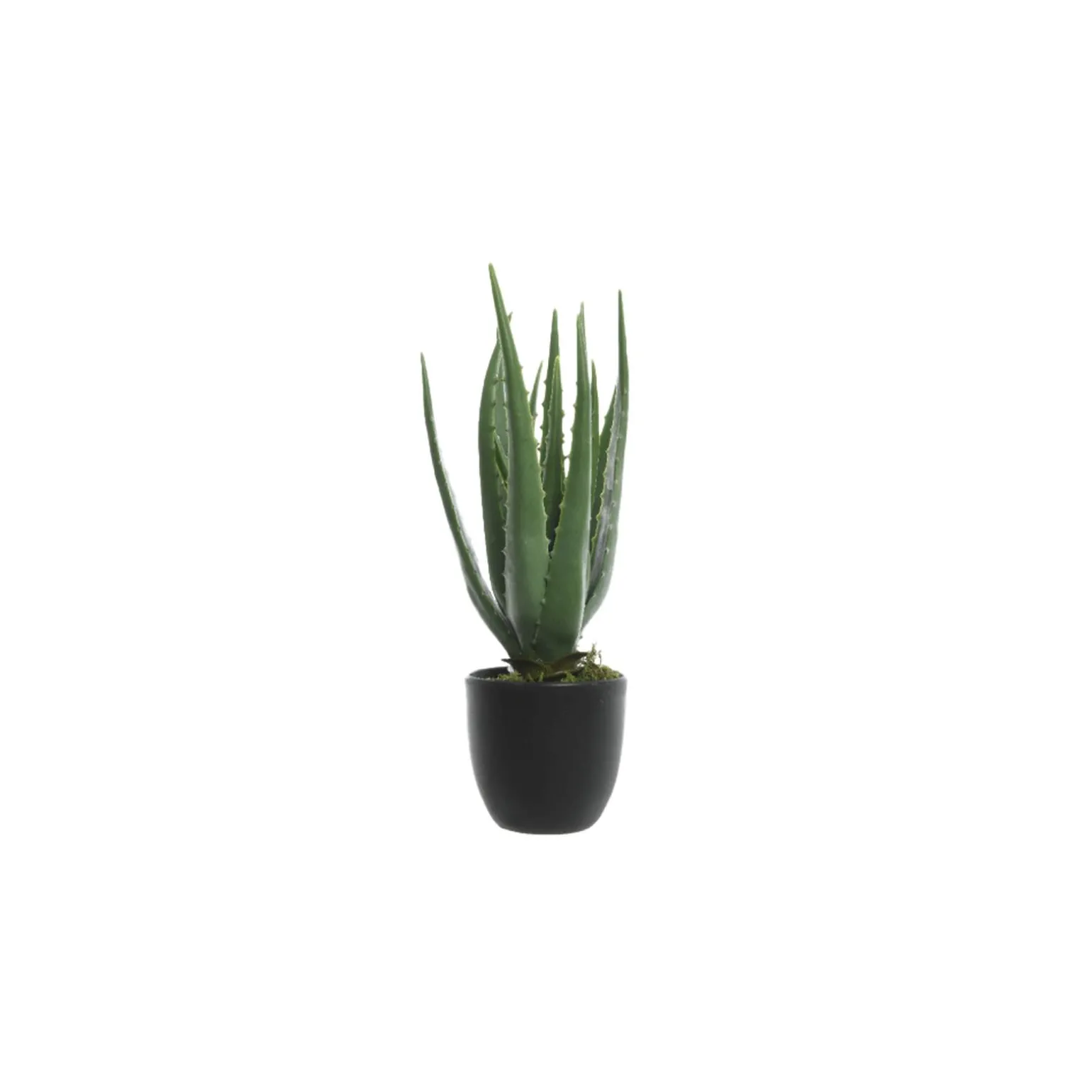 Plante ALOE VERA coloris vert - 4MURS