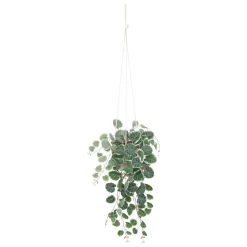 Plante artificielle CEROPEGIA coloris vert - 4MURS