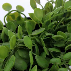 Plante artificielle ELAIA - 4MURS