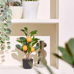 Plante artificielle ORANGER coloris Vert, noir, orange - 4MURS