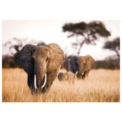 Tableau en verre ELEPHANT coloris brun - 4MURS