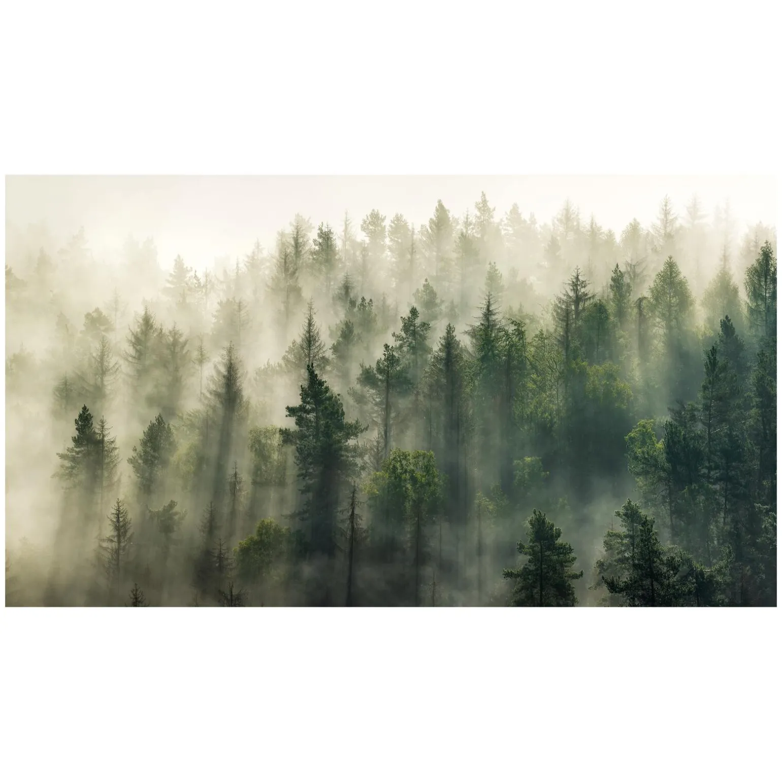 Tableau FOREST coloris vert - 4MURS