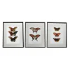 Tableau LEPIDOPTERA coloris multicolore - 4MURS